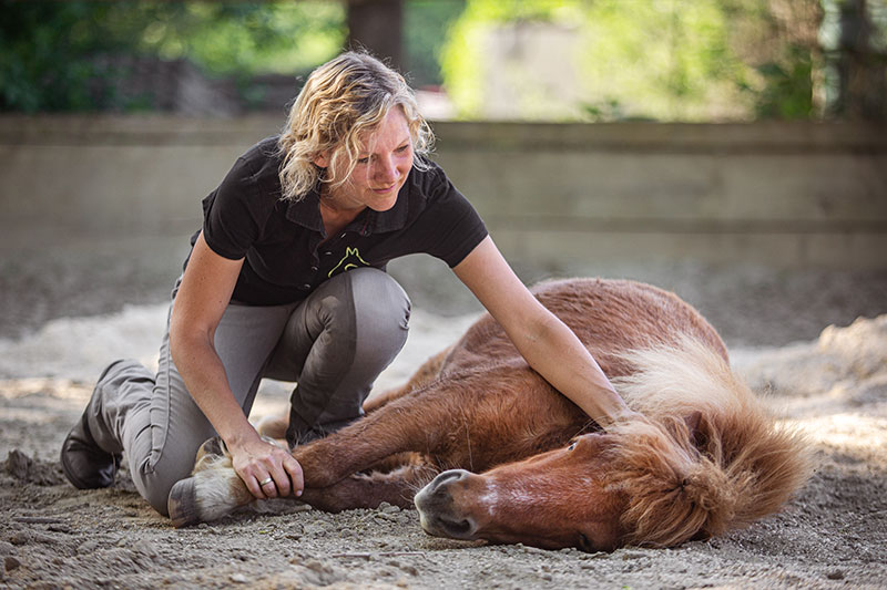 Horsemanship