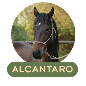 Alcantaro